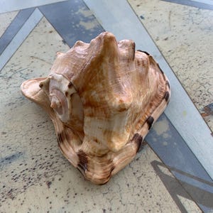 May include: A large, beige conch shell with brown and black markings. The shell has a spiral shape and a textured surface. The conch shell is a natural, decorative item.