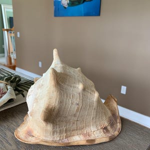 May include: A large, beige conch shell with a textured surface and a prominent spire. The shell displays natural colour variations, resting on a wooden surface. A decorative item for coastal or nautical themed decor.