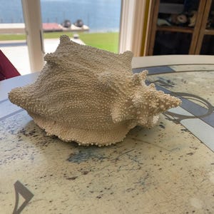 May include: A large, off-white conch shell with a textured surface. The shell has a spiral shape with multiple points and a rough, bumpy exterior. The conch is resting on a light-colored surface with a distressed finish, suggesting a coastal or nautical theme.
