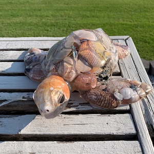 May include: A decorative turtle sculpture made of clear resin, filled with seashells and small fish. The turtle has an orange head and flippers, and the shell is a mix of beige and brown. It sits on a weathered white wooden surface.