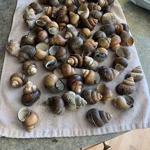 May include: A collection of numerous spiral-shaped snail shells in various shades of brown, tan, and grey. The shells exhibit diverse textures and patterns, ranging from smooth and polished to rough and weathered, scattered across a textured surface.