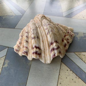 Large bear claw sea shell beautiful!!! excellent condition! 6.5”x5” nautical beach theme
