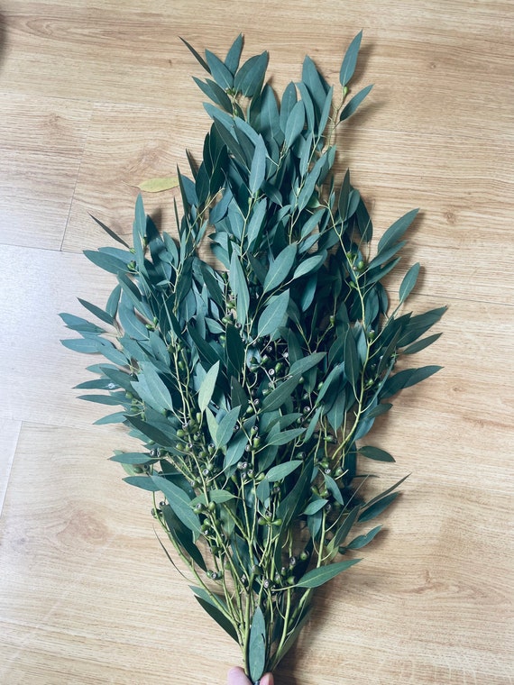 Fresh Eucalyptus Etsy Australia
