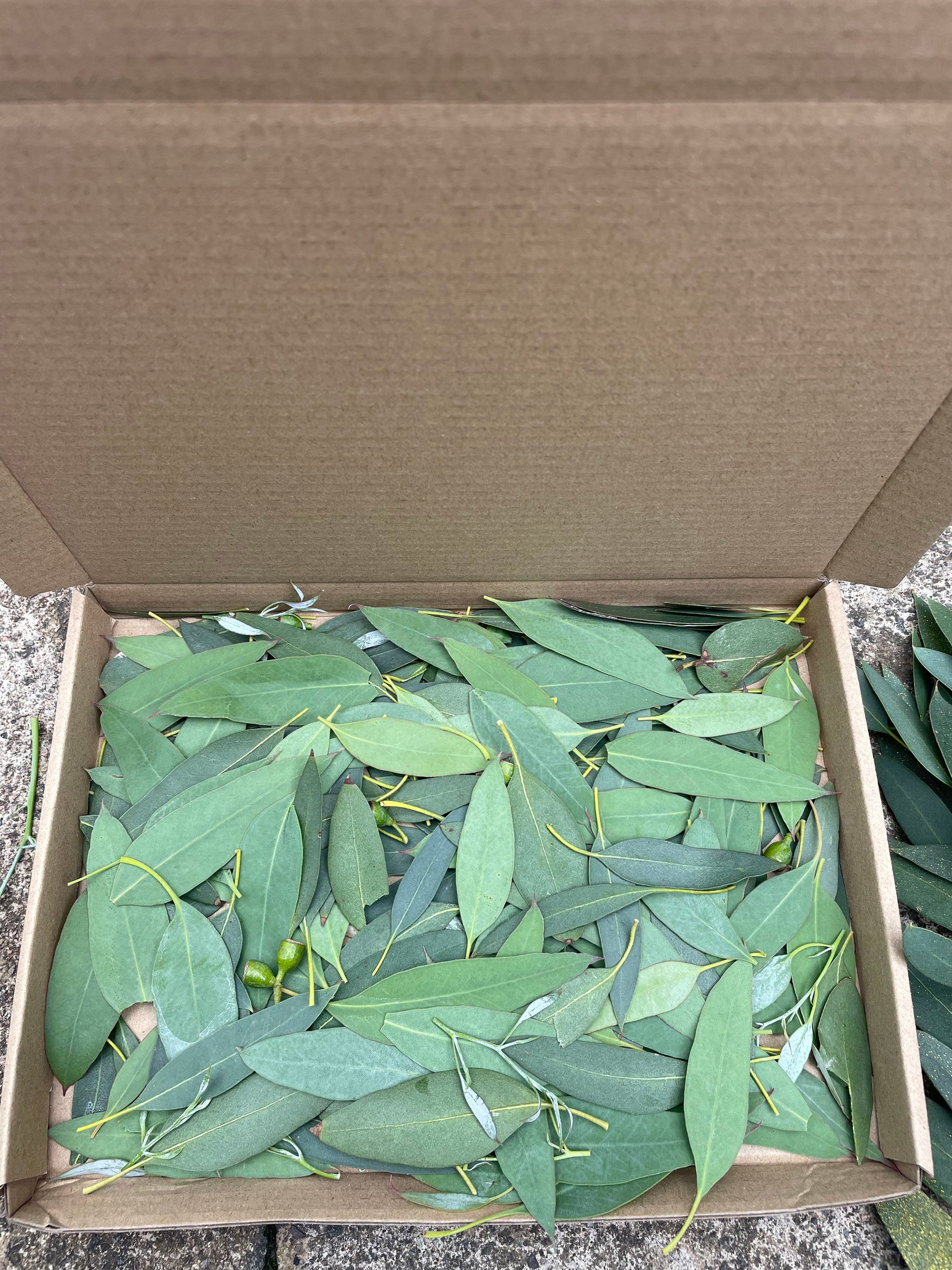 Natural Confetti Eucalyptus Leaves Etsy