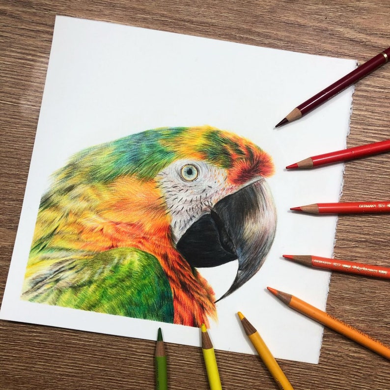 Shamrock Macaw Print A5 Print Parrot Coloured Pencil Art Wildlife Gift image 3