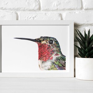 Hummingbird Print A5 Print Broad Tailed Hummingbird Wildlife Gift image 2