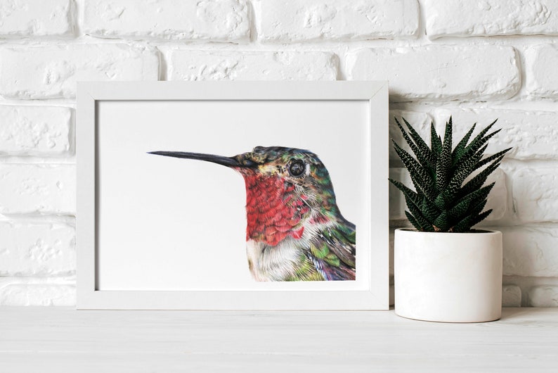 Hummingbird Print A5 Print Broad Tailed Hummingbird Wildlife Gift image 2