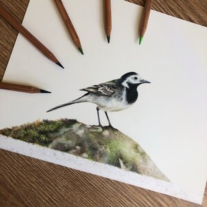 Pied Wagtail A5 Print Garden Bird Wildlife Gift image 3