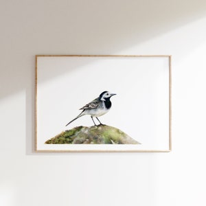 Pied Wagtail A5 Print Garden Bird Wildlife Gift image 2