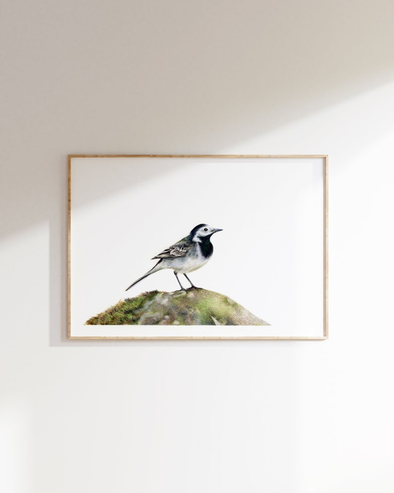 Pied Wagtail A5 Print Garden Bird Wildlife Gift image 2