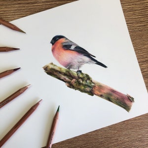 Bullfinch Original Art Study Original Piece image 1