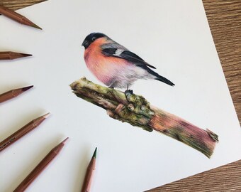 Bullfinch Original Art Study | Original Piece