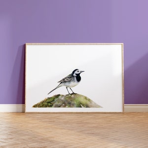 Pied Wagtail A5 Print Garden Bird Wildlife Gift image 1