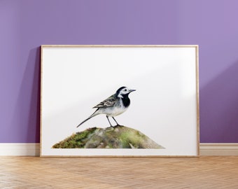 Pied Wagtail A5 Print | Garden Bird | Wildlife Gift