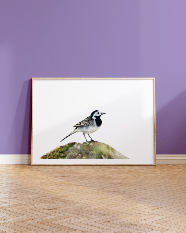 Pied Wagtail A5 Print Garden Bird Wildlife Gift image 1