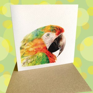 Bird Card / Macaw Card / Greetings Card / Blank Inside / Wildlife Card image 3