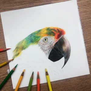 Shamrock Macaw Print A5 Print Parrot Coloured Pencil Art Wildlife Gift image 4