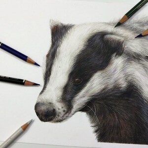 Badger Original Art Study Original Piece image 1