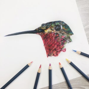 Hummingbird Print A5 Print Broad Tailed Hummingbird Wildlife Gift image 4