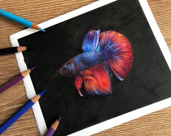 Betta Fish Original Art Study | Original Piece