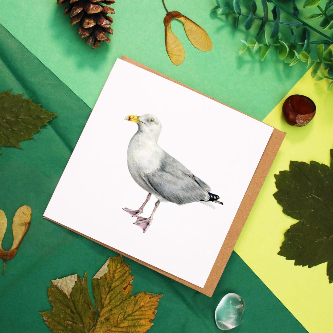 Seagull Card | Wildlife Greetings Card, Blank Inside - Etsy
