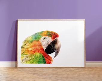 Shamrock Macaw Print | A5 Print | Parrot Coloured Pencil Art | Wildlife Gift