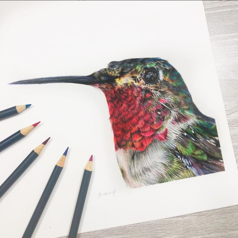 Hummingbird Print A5 Print Broad Tailed Hummingbird Wildlife Gift image 3