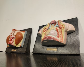 May include: Two anatomical models mounted on black wooden plaques. The model on the left shows a cross-section of the kidneys and surrounding organs. The model on the right shows a cross-section of the chest cavity, including the heart, lungs, and major blood vessels.