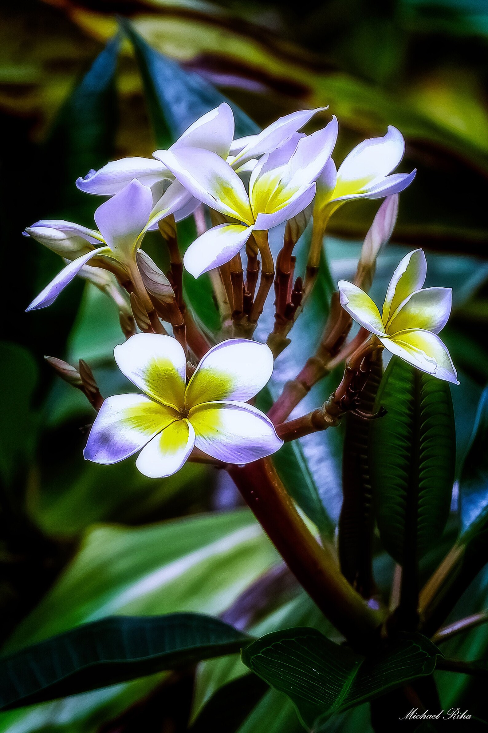 Singapore Plumeria Photograph from Hawaii Etsy