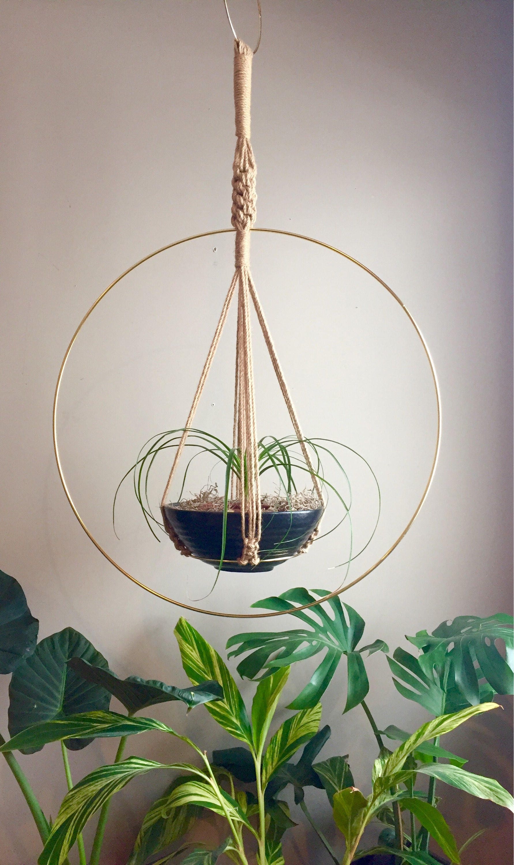 bronze philodendron Philodendron Corsinianum / 'Bronze Shield' main image 0