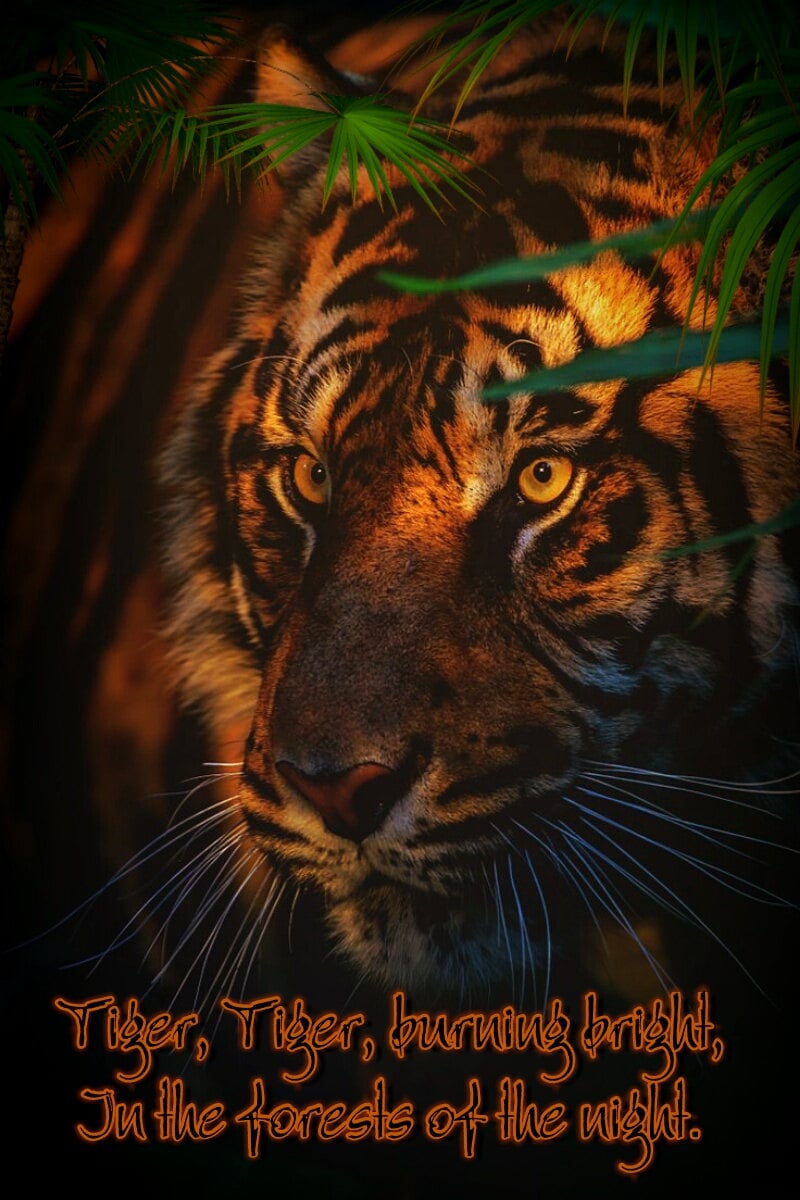 William Blake Tiger Quote on Tiger Digital Art Download, Decor, Wall Hanging, Nature, Fiery