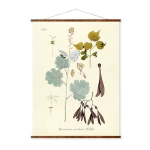 Bocconia Cordata Willd Illustration Vintage Botanicals Antique Ready to Hang Kitchen Decorative Canvas Scroll image 1