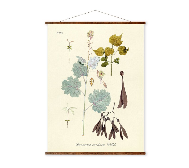 Bocconia Cordata Willd Illustration Vintage Botanicals Antique Ready to Hang Kitchen Decorative Canvas Scroll image 1