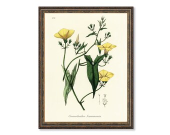 Scammony (Convolvulus Scammonia) Illustration Vintage Botanicals Antique Kitchen Art Decorative Print BUY 3 Get 4th PRINT FREE