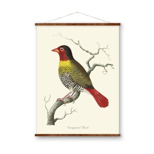 Variegated Finch Elegant Finch Bird Illustrations on Canvas Ready to Hang Decorative Antique Wall Decor Canvas Scroll