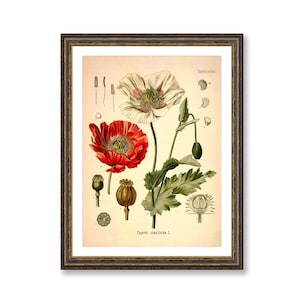 Opium Poppy Botanical Print - Antique Medical Illustration Bild 1