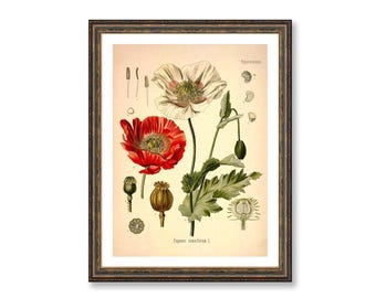 Opium Poppy Botanical Print - Antique Medical Illustration