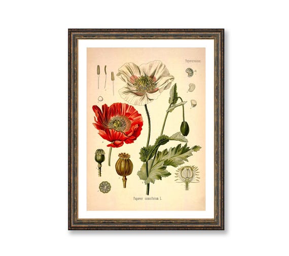 Opium Poppy Botanical Print - Antique Medical Illustration
