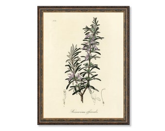 Rosemary (Rosmarinus) Officinalis Botanicals Floral Antique Plant and Herb Drawings  Kitchen Art Decorative Print BUY 3 Get 4th PRINT FREE