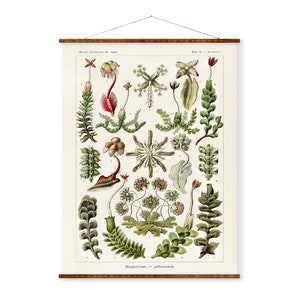 Haeckel Liverwort Illustratiekunst Klaar om op te hangen antiek muurdecor opgerolde canvasrol