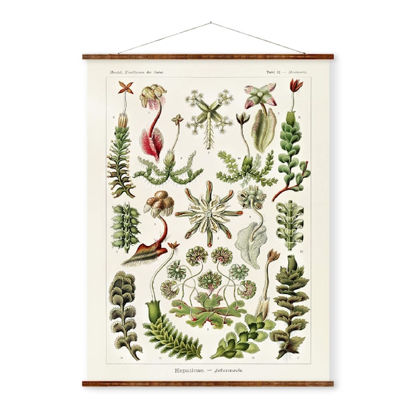 Haeckel Liverwort Illustration Art Ready to Hang Antique Wall Decor Roll Down Canvas Scroll