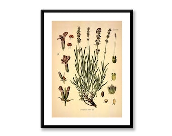 Lavender Botanical Art Print: Vintage Lavandula Angustifolia Drawing