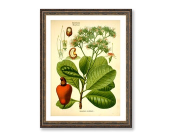 Cashew Plant Vintage Medical Botanical Anacardium Occidentale Antique Plant Drawings Ready to Hang Kitchen Art BUY 3 Get 4th PRINT FREE