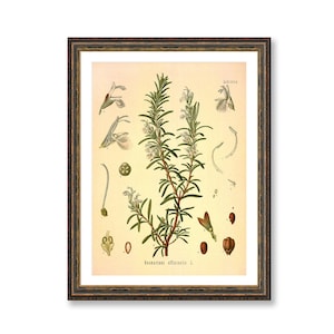 Rosemary Rosmarinus Officinalis Vintage Medical Botanicals Antique Plant and Herb Drawings Kitchen Art Decor Print