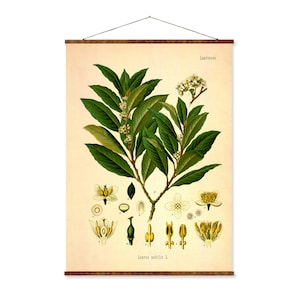 Lámina botánica vintage de laurel - Ilustración de planta antigua