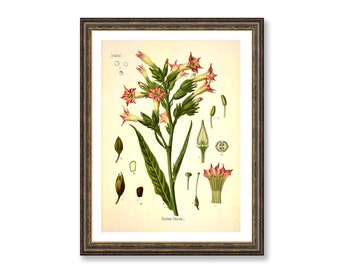 Tobacco Plant Nicotiana Tabacum Vintage Medical Botanicals Antique Plant and Herb Drawings Kitchen Art Decor Print BUY 3 Get 4th PRINT FREE