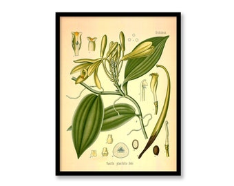 Vanilla Vanilla Planifolia Vintage Medical Botanicals Antique Plant and Herb Drawings Kitchen Art Decorative Print BUY 3 Get 4th PRINT FREE