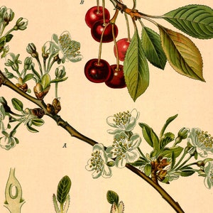 Sour Cherry Prunus Cerasus Vintage Medical Botanicals Antique Plant and Herb Drawings Kitchen Art Decorative Print BUY 3 Get 4th PRINT FREE image 5