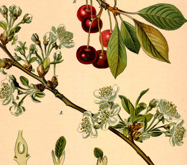 Sour Cherry Prunus Cerasus Vintage Medical Botanicals Antique Plant and Herb Drawings Kitchen Art Decorative Print BUY 3 Get 4th PRINT FREE image 5