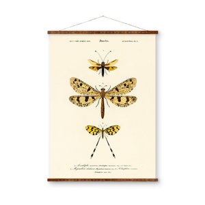 Vlinderkaartplaat 3 illustratie libelkunst klaar om op te hangen antiek muurdecor opgerolde canvasrol